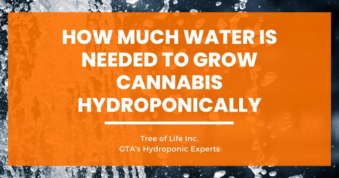 How Much Water Is Needed to Grow Cannabis Hydroponically?