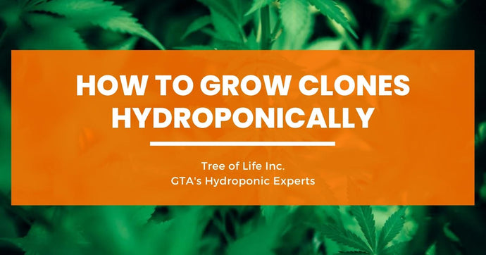 How to Grow Clones Hydroponically