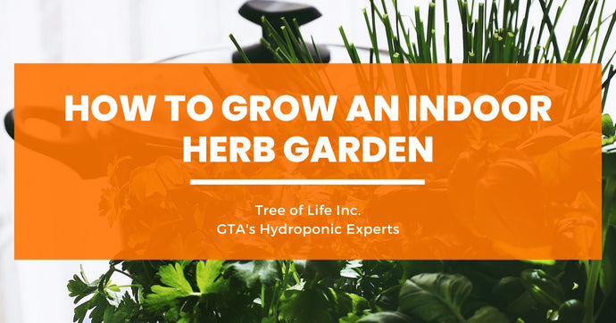 How to Grow an Indoor Herb Garden