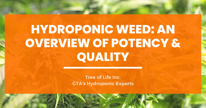 Hydroponic Weed: An Overview of Potency & Quality