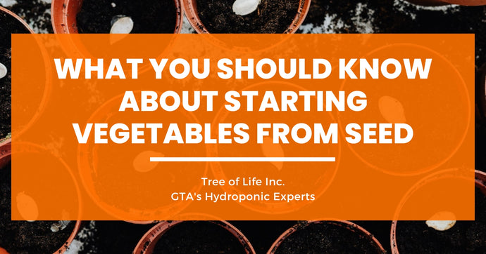 What You Should Know about Starting Vegetables from Seed