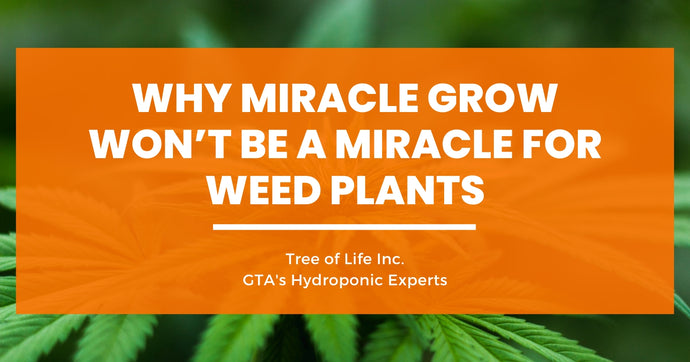 Why Miracle Grow Won’t Be a Miracle for Weed Plants