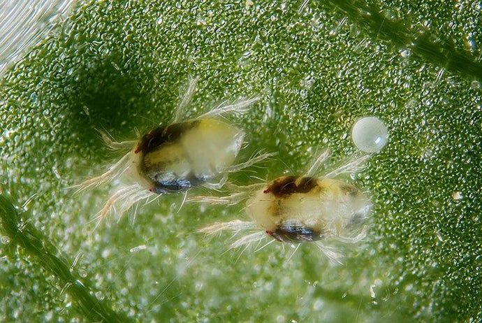Common Pests in Cannabis Grows