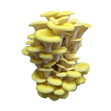 Load image into Gallery viewer, Golden Oyster Mushroom Grow Kit
