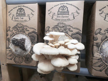 Load image into Gallery viewer, Elm Oyster Mushroom Grow Kit
