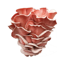 Load image into Gallery viewer, Pink Oyster Mushroom Grow Kit
